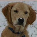 Jackson playing in the snow Framed